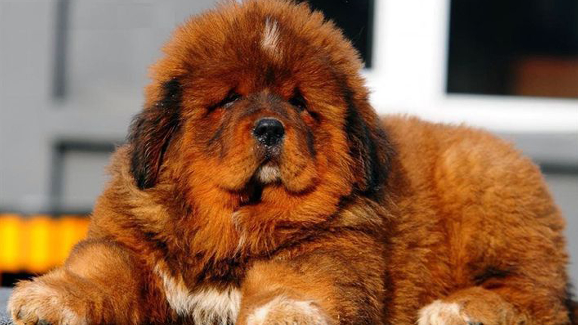Most Expensive Dogs in The World